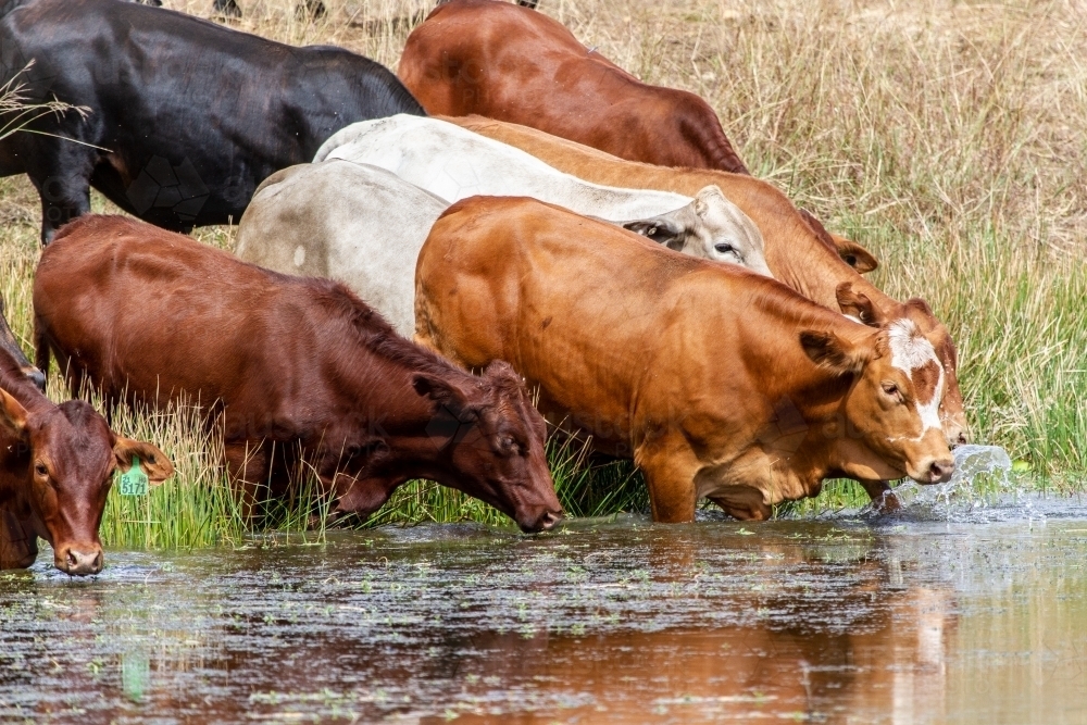 Mixed mob of cattle drinking at a dam. - Australian Stock Image