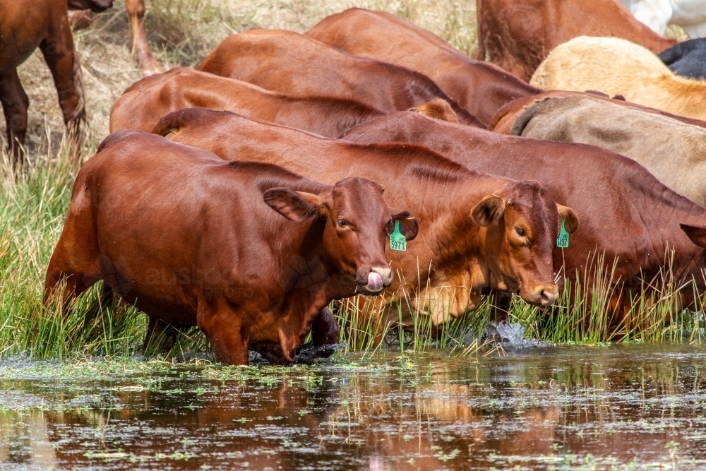 Mixed mob of cattle drinking at a dam. - Australian Stock Image