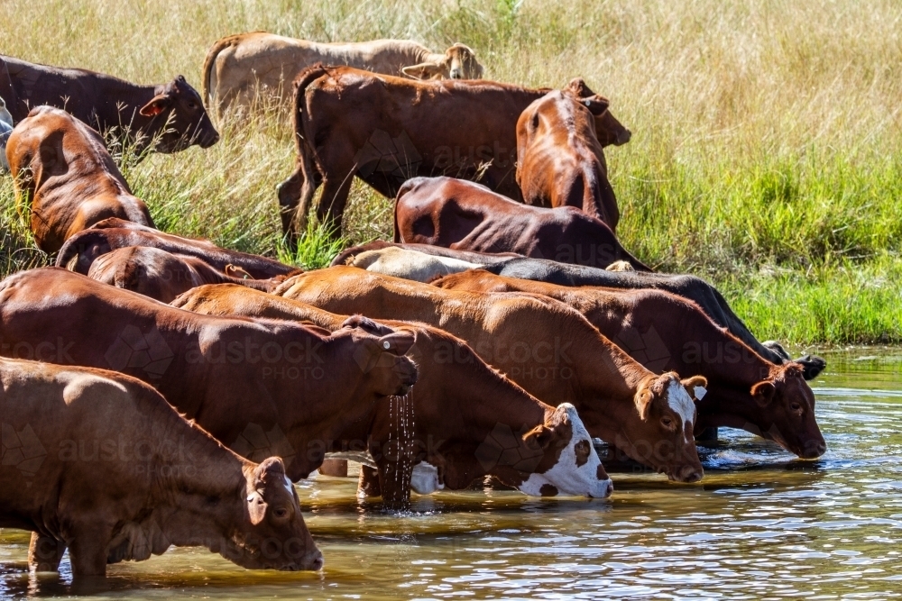 Mixed mob of santa gertrudis cattle drinking at a dam. - Australian Stock Image