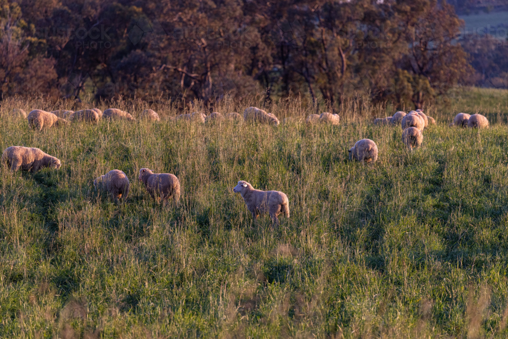 Mob of crossbred lambs grazing on pasture at sunset - Australian Stock Image