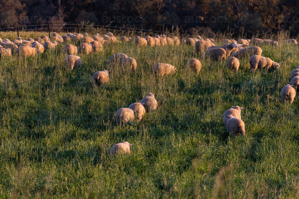 Mob of crossbred lambs grazing on pasture at sunset - Australian Stock Image