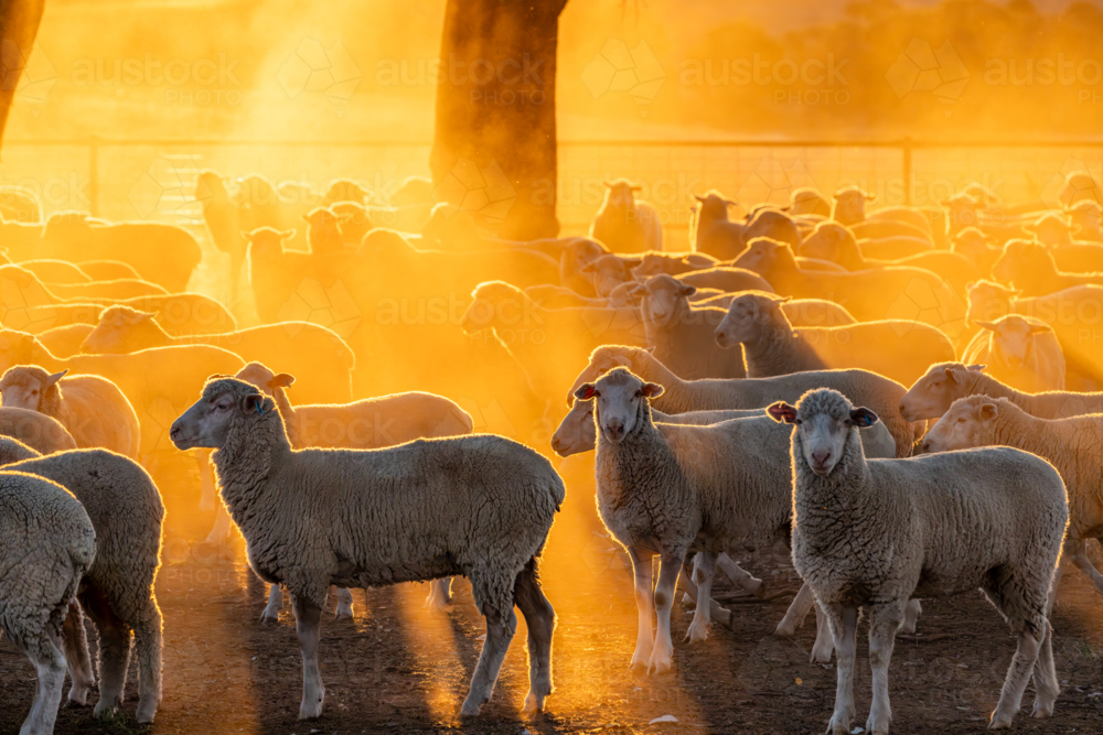 Mob of crossbred lambs in a dusty pen at sunset - Australian Stock Image