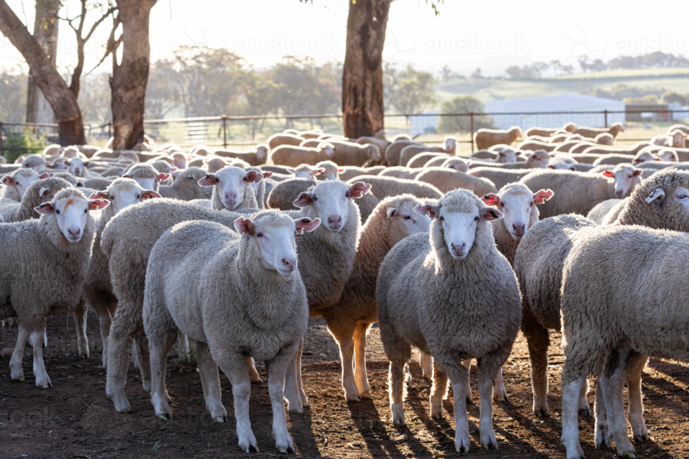 Mob of crossbred lambs looking front on - Australian Stock Image