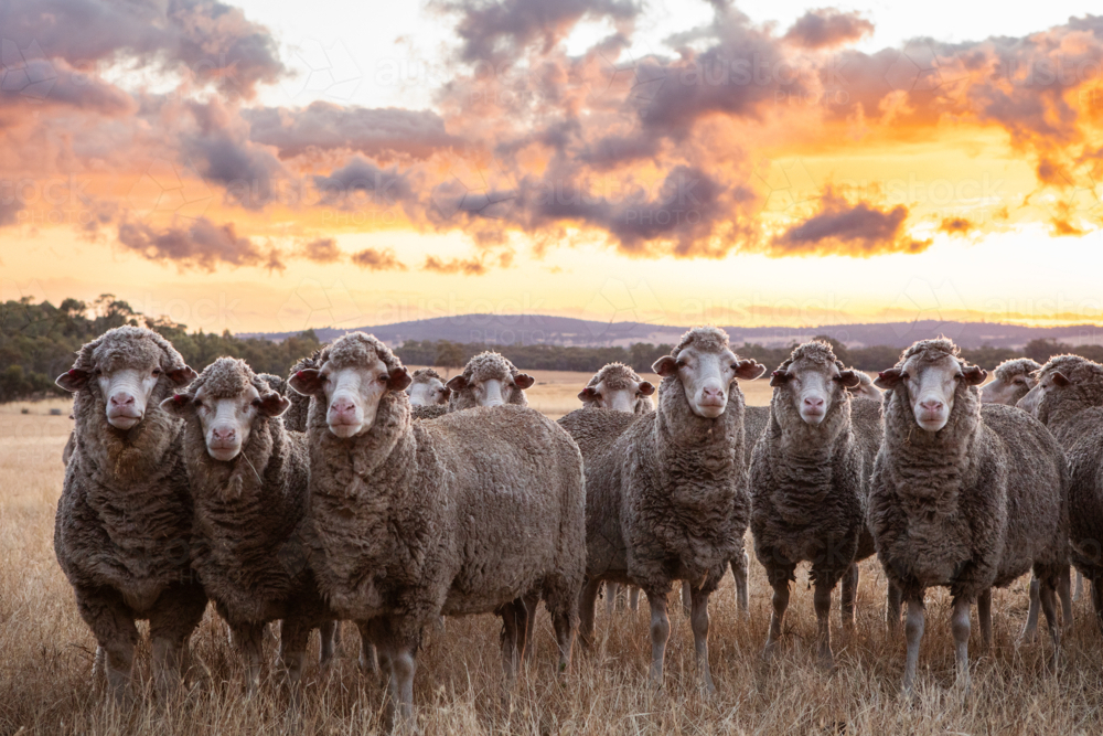 Mob of merino ewes in paddock at sunset - Australian Stock Image