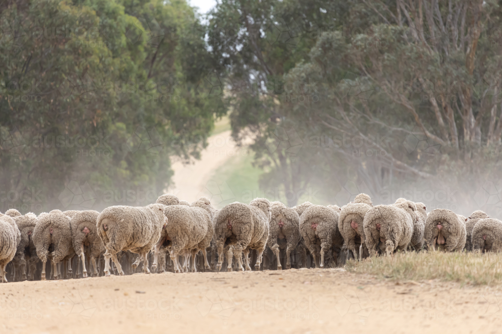 mob of merino ewes running away on an Australian farm - Australian Stock Image