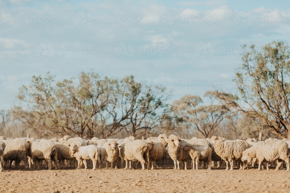 Mob of merino sheep in dry paddock - Australian Stock Image