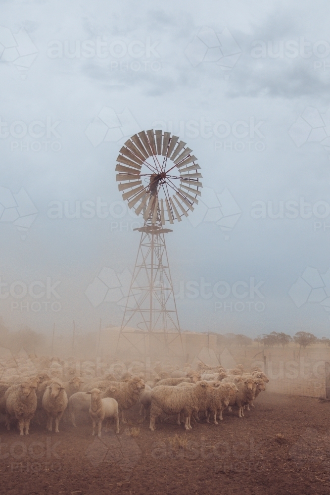 Mob of merino sheep in the dust in front of wind mill - Australian Stock Image