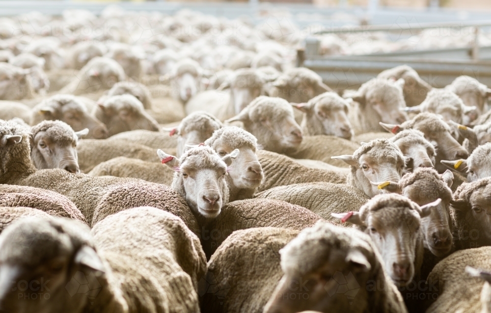 Mob of merino sheep in yards - Australian Stock Image