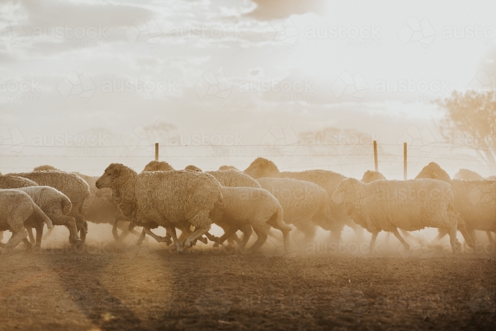 Mob of merino sheep running from right to left - Australian Stock Image