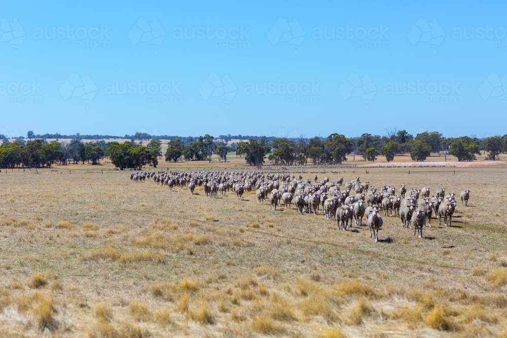 Mob of sheep in dry paddock - Australian Stock Image