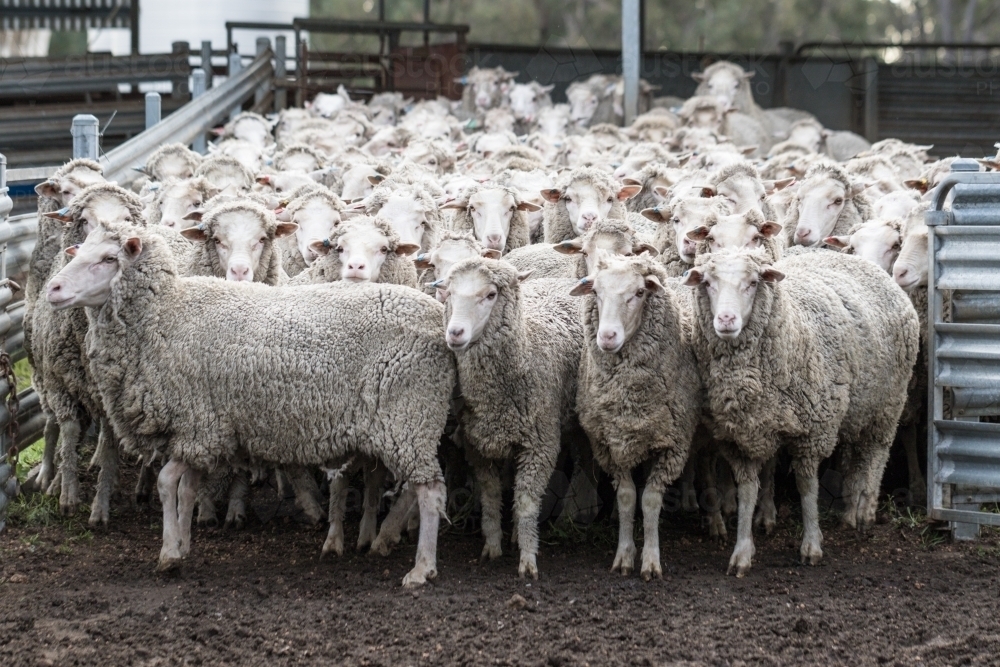 Mob of sheep in yard - Australian Stock Image