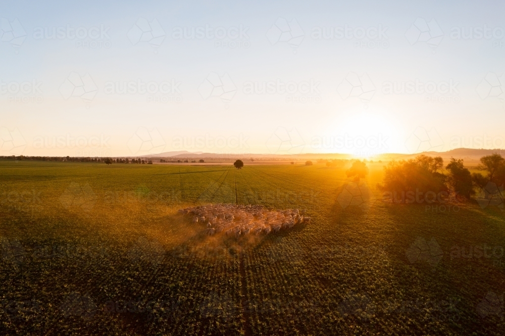 Mob of sheep raise dust at sunset - Australian Stock Image