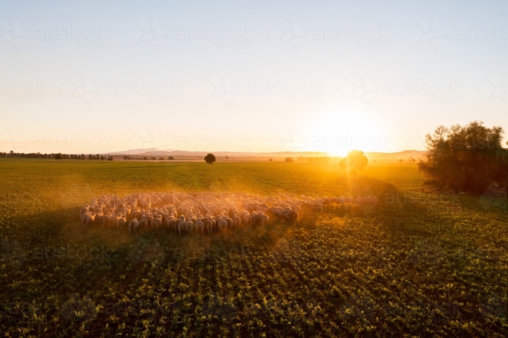 Mob of sheep raise dust at sunset - Australian Stock Image