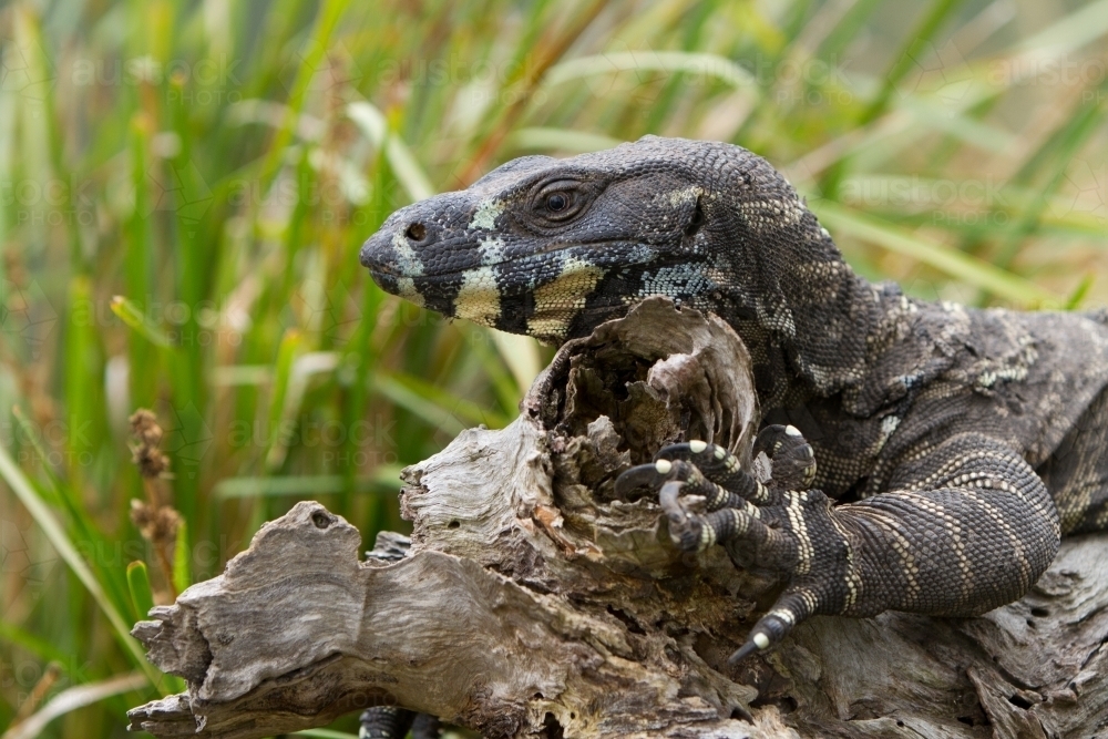 Monitor Lizard - Australian Stock Image