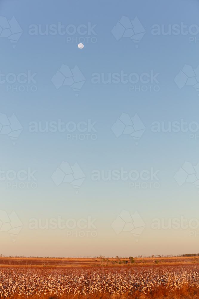 Moon over NT red dirt cotton fields on remote station - Australian Stock Image
