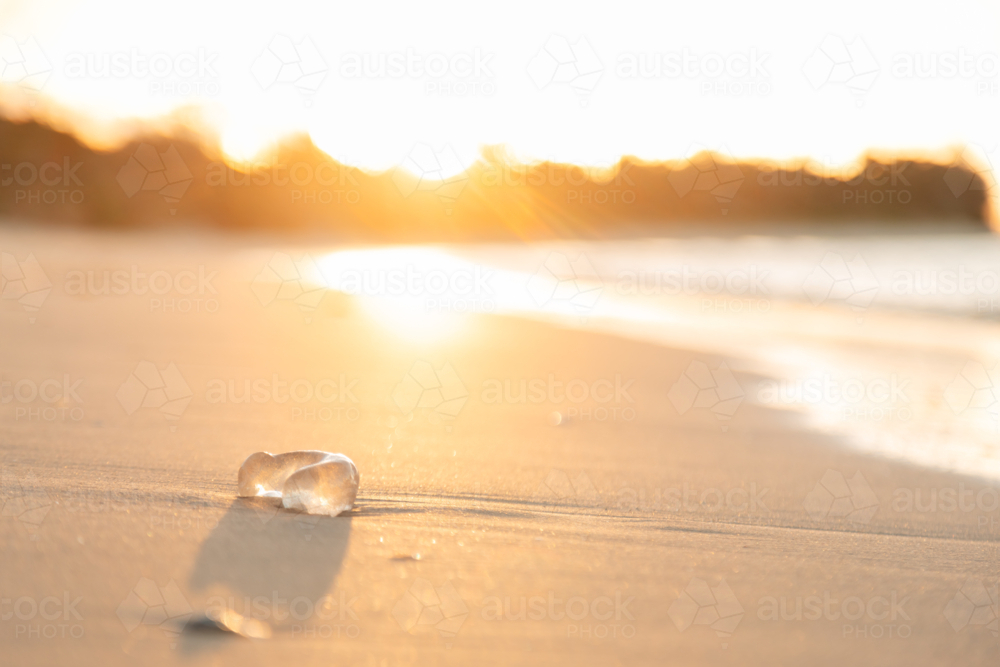 Moon snail egg sack on the beach at sunset - Australian Stock Image