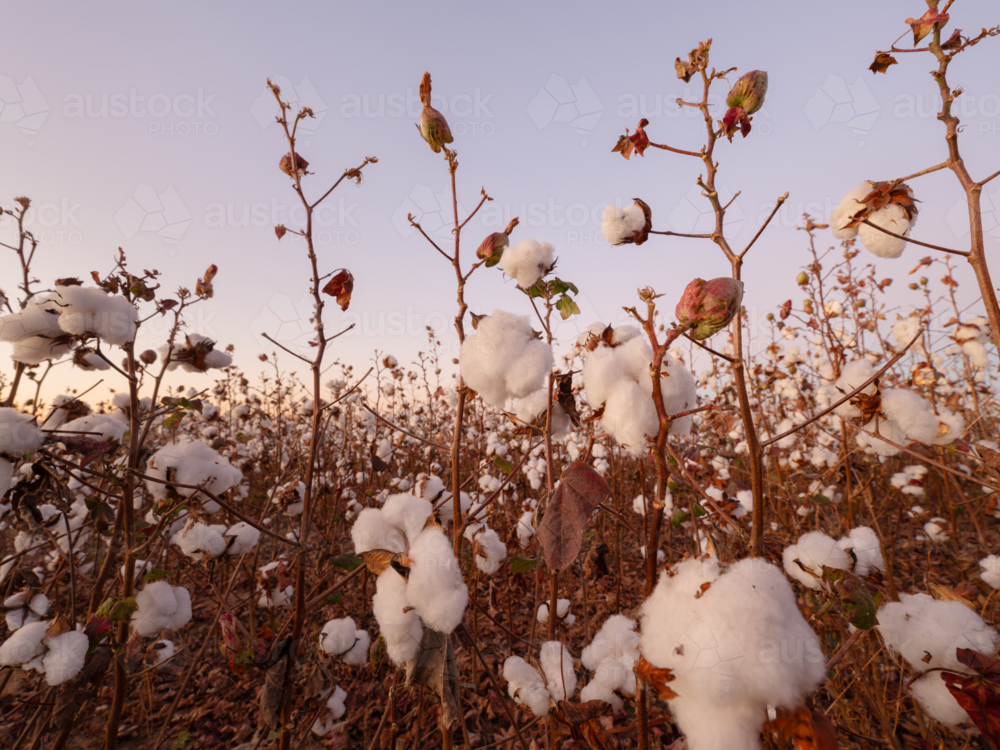 Morning in cotton field, NT agriculture - Australian Stock Image