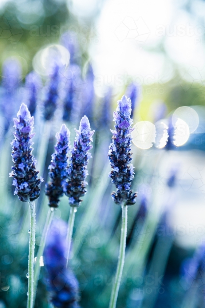 Morning light backlighting purple lavender bush in garden - Australian Stock Image