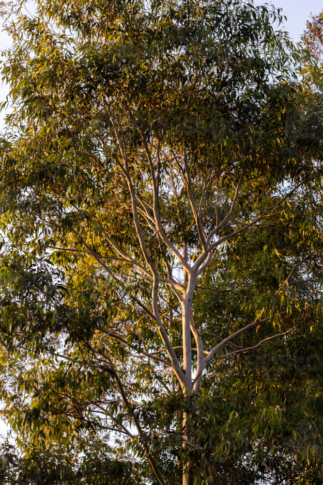 Morning light on branches of gum tree - Australian Stock Image