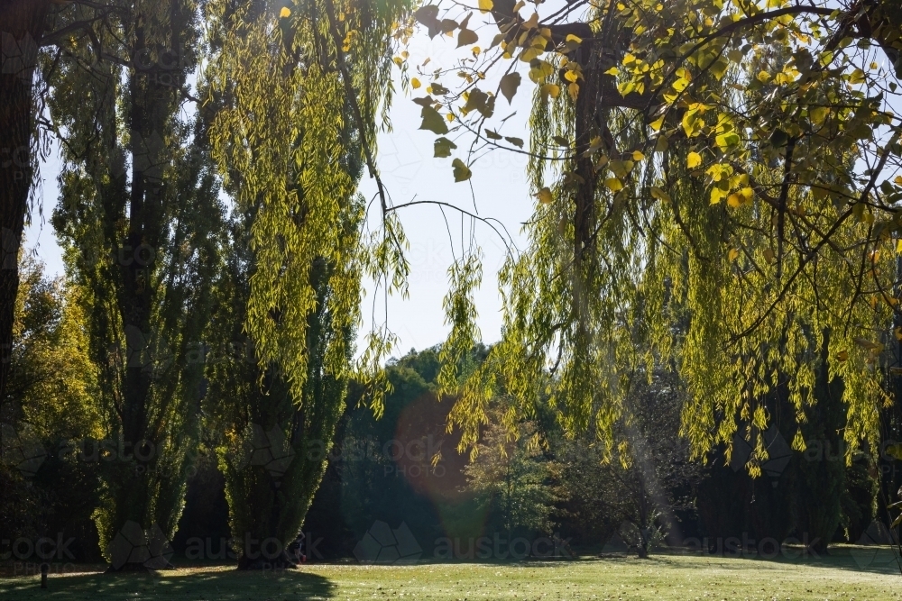 Morning sun filtering through lush green tree canopy in park - Australian Stock Image