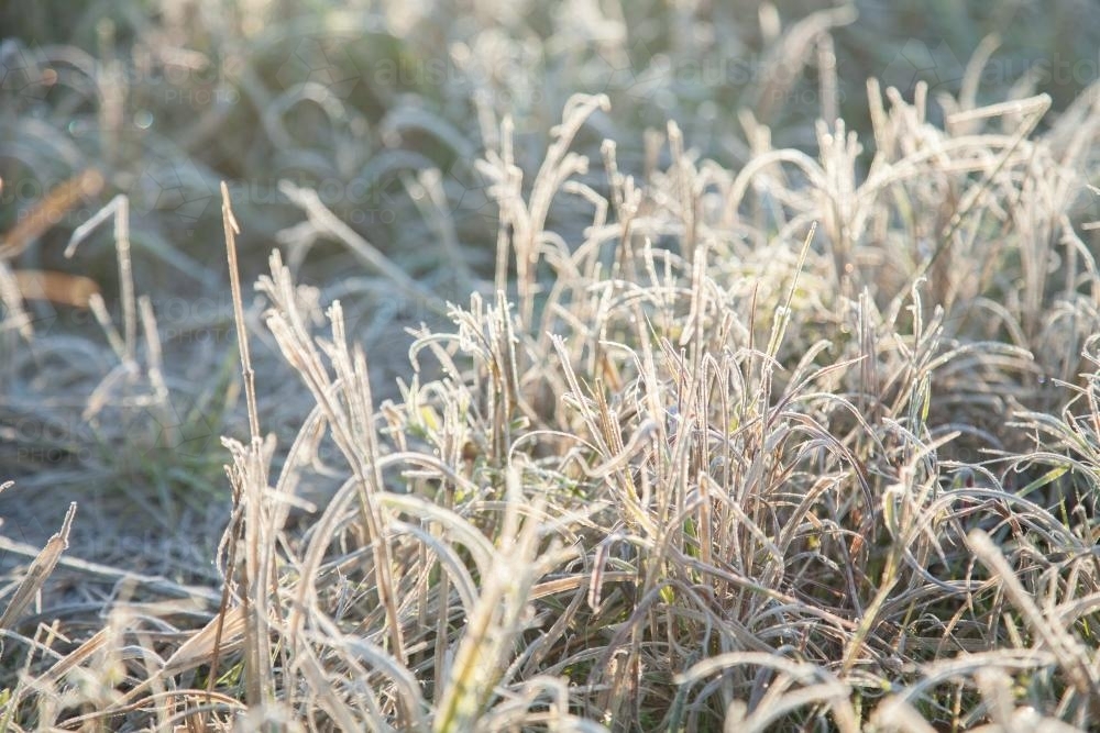 Morning sunlight shining off frost covered grass - Australian Stock Image