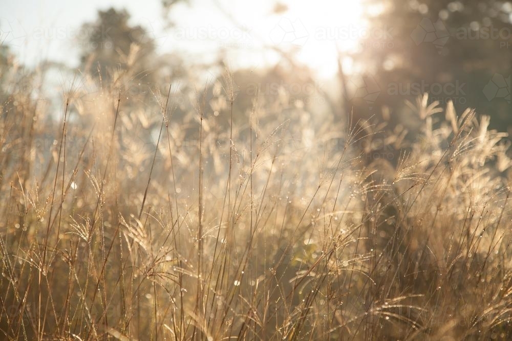 Morning sunlight shining on grass by the roadside - Australian Stock Image