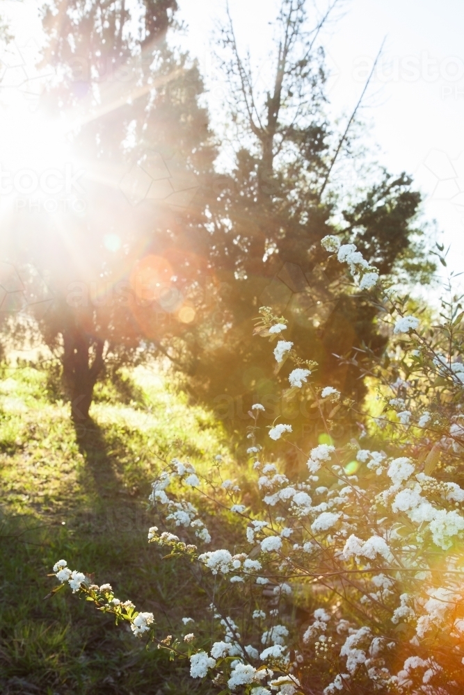 Morning sunlight shining on may bush in the garden - Australian Stock Image