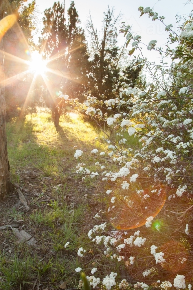 Morning sunlight shining on may bush in the garden - Australian Stock Image