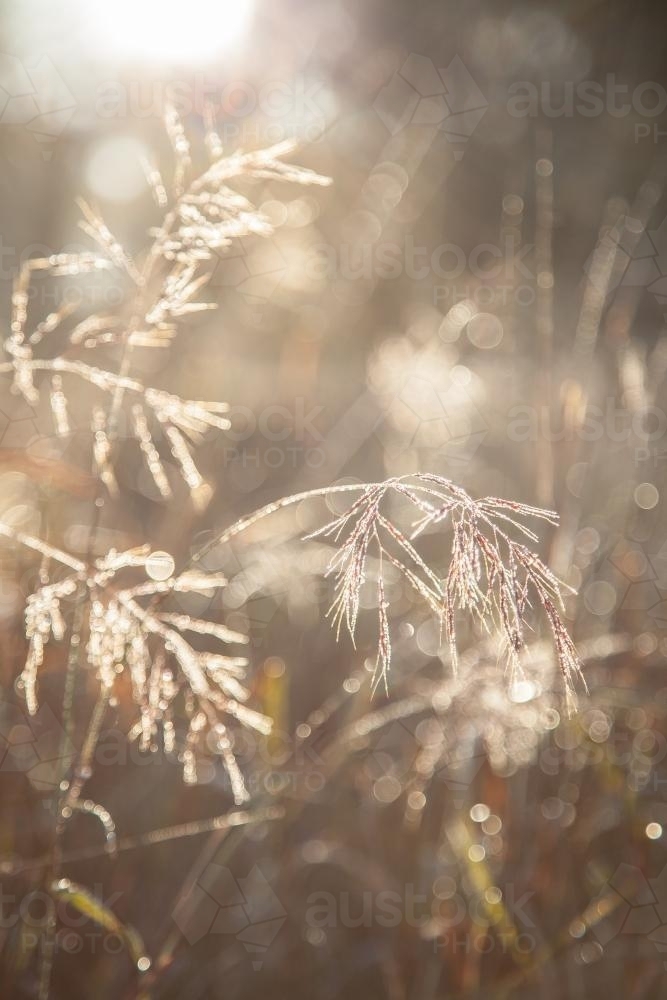 Morning sunlight shining through frost covered grass - Australian Stock Image