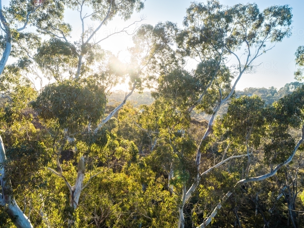 Morning sunrise light and mist behind eucalyptus tree branches in Blue Mountains - Australian Stock Image