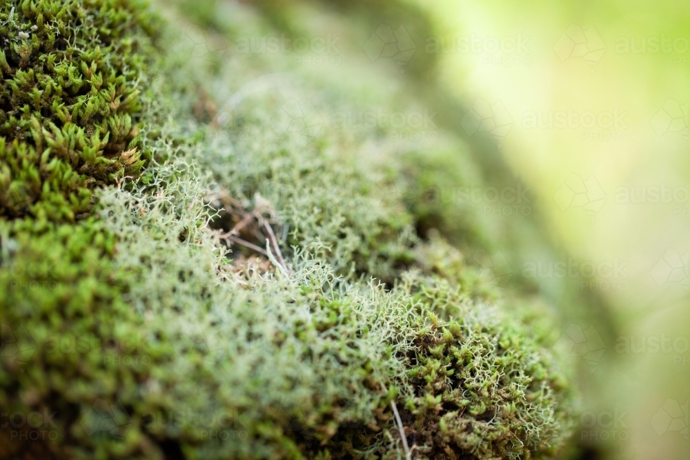 Moss and lichen growing green over a rock - Australian Stock Image