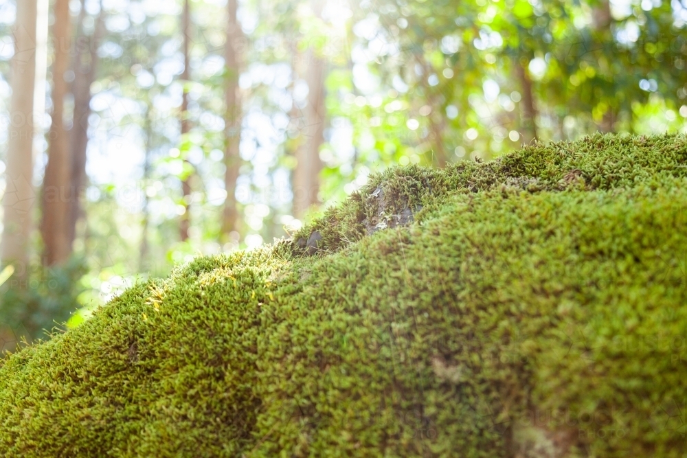 Moss covered boulder in forest - Australian Stock Image