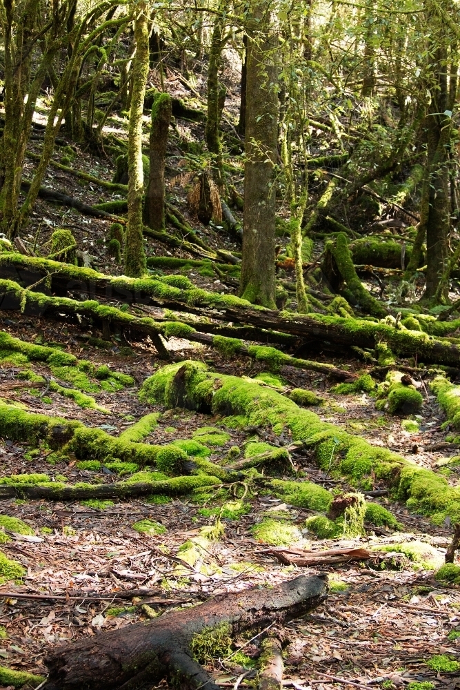 mossy logs on forest floor - Australian Stock Image