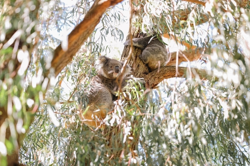 Mother and baby koala sitting together in Australian eucalyptus tree - Australian Stock Image