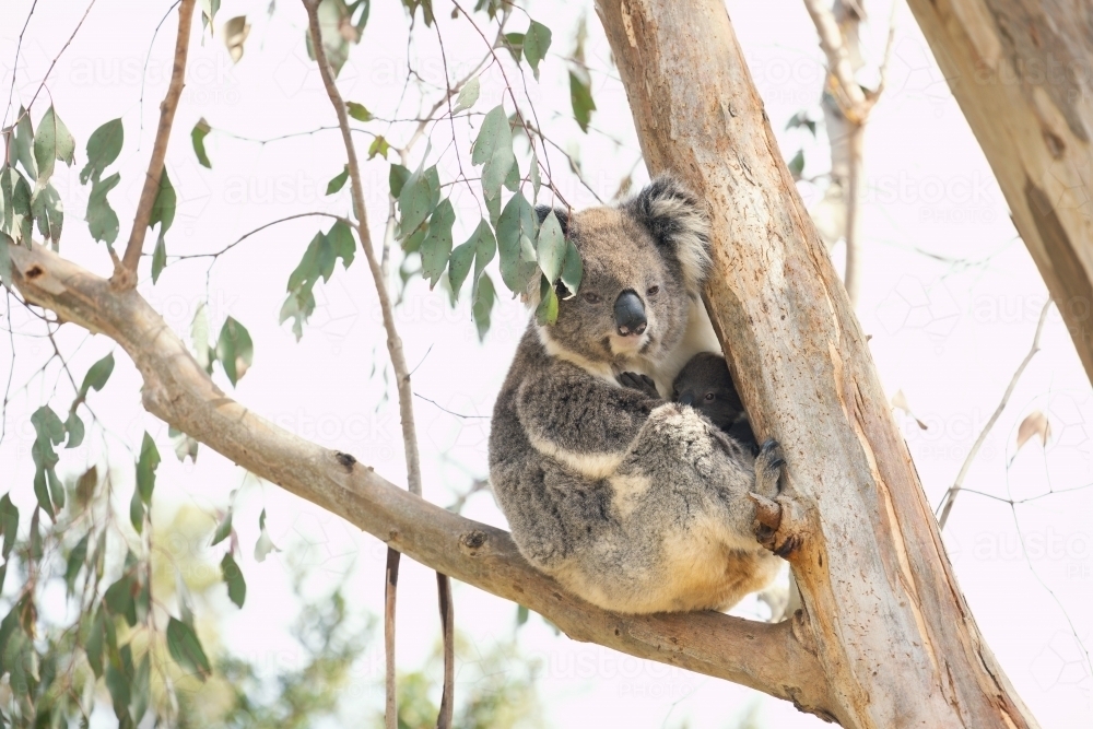 Image of Mother and baby koala sitting together in Australian ...