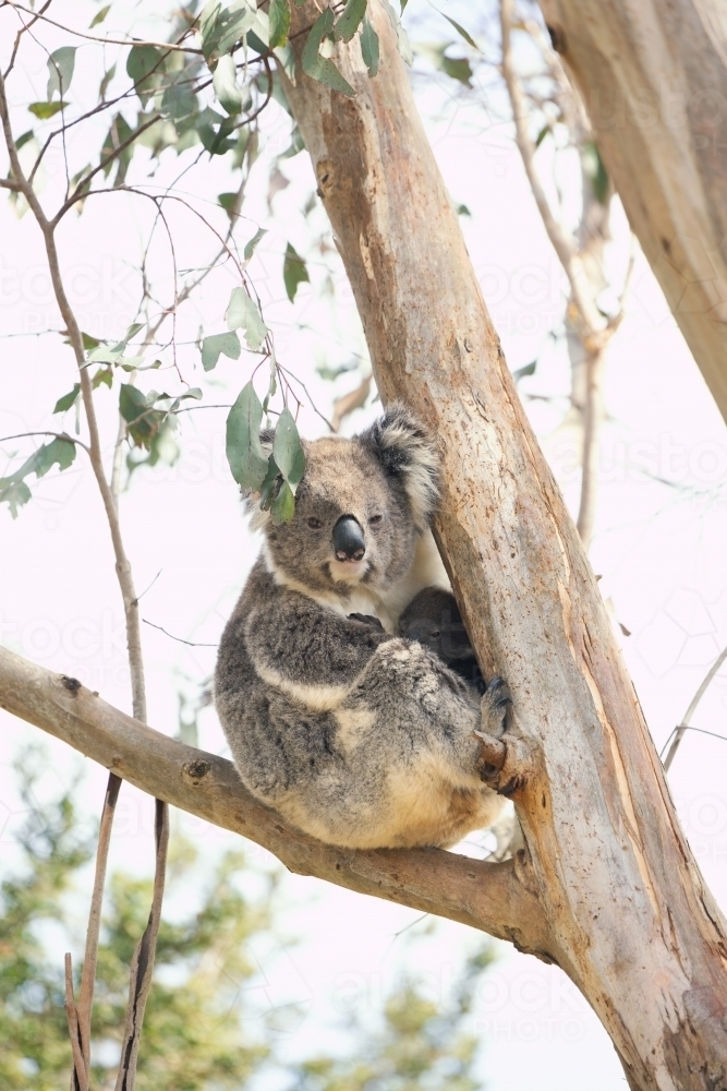 Image of Mother and baby koala sitting together in Australian ...