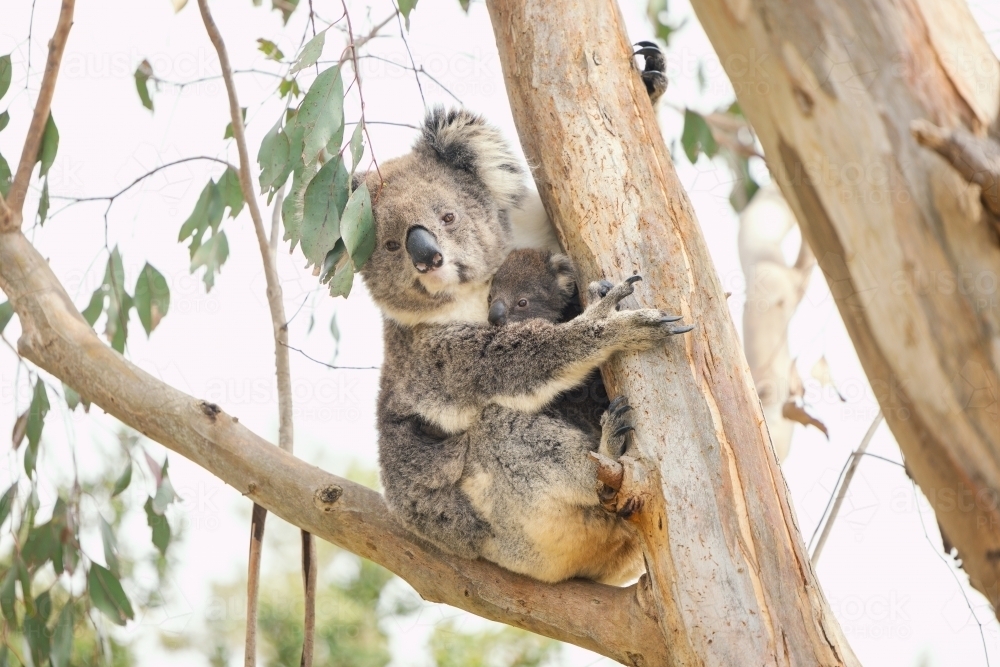 Image of Mother and baby koala sitting together in Australian ...