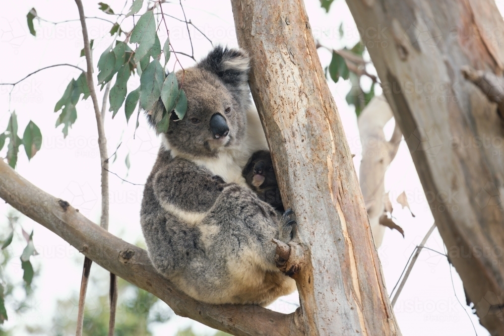 Image of Mother and baby koala sitting together in Australian ...