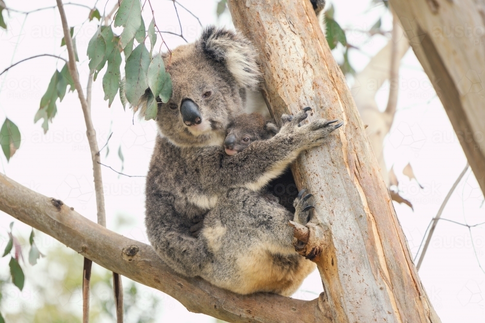 Image of Mother and baby koala sitting together in Australian ...