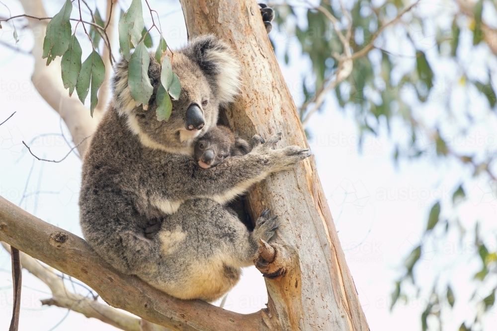 Image of Mother and baby koala sitting together in Australian ...