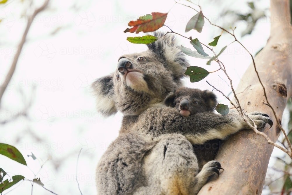 Image of Mother and baby koala sitting together in Australian ...