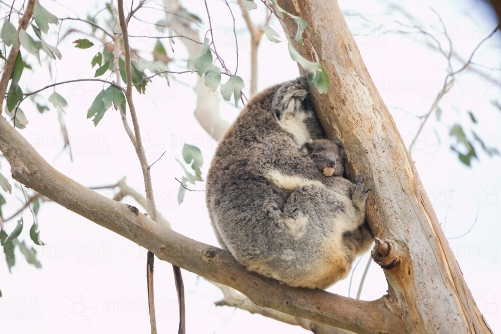 Image of Mother and baby koala sitting together in Australian ...