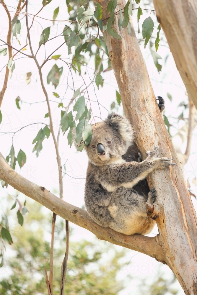 Image of Mother and joey koala sitting together in Australian ...