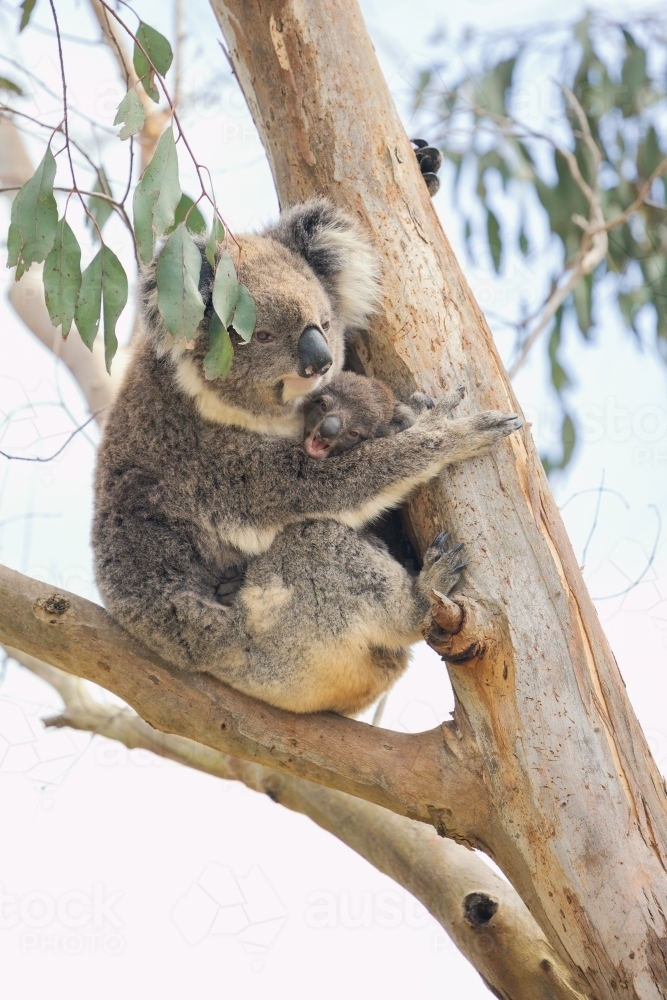 Image of Mother and joey koala sitting together in Australian ...