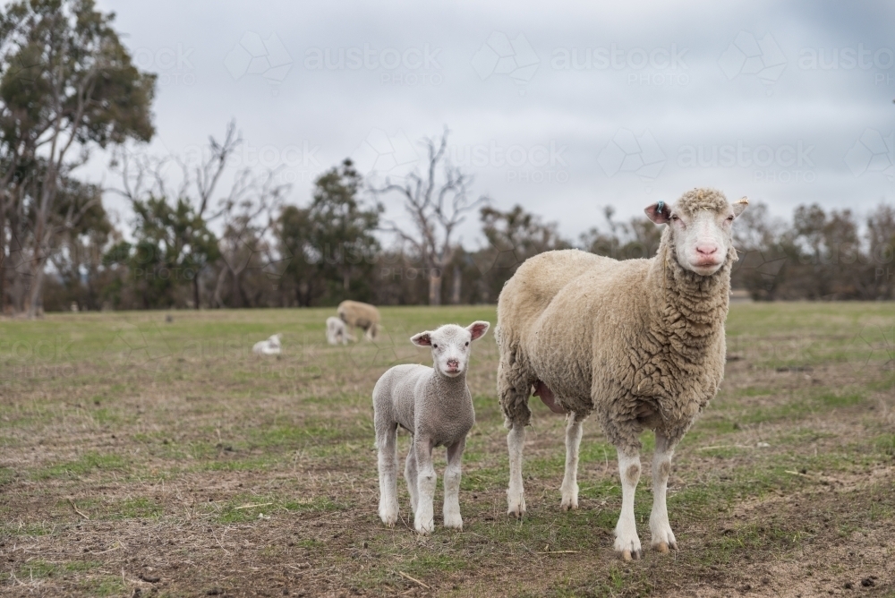 Mother ewe and winter lamb - Australian Stock Image