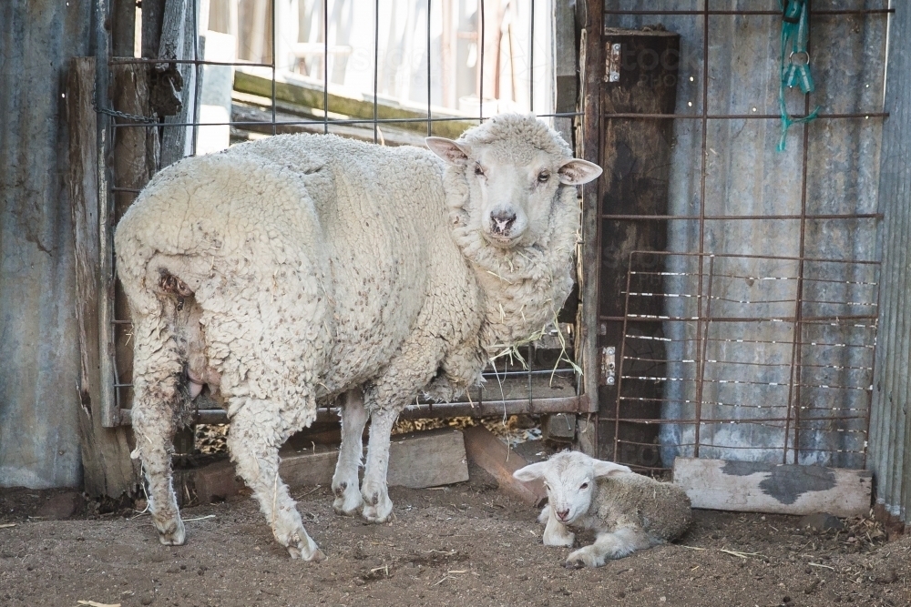 Mother ewe sheep standing in yards on farm with newborn baby lamb - Australian Stock Image