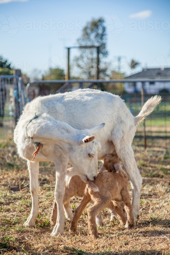 Mother goat with twin kids (baby goats) on a farm - Australian Stock Image