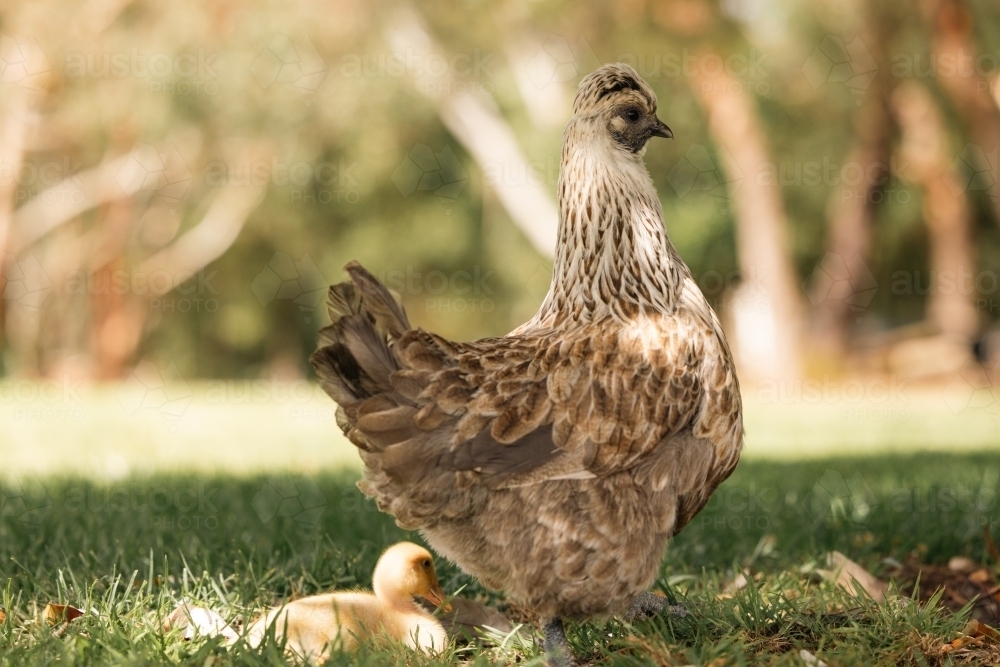Mother hen protecting yellow baby duckling, on farm - Australian Stock Image