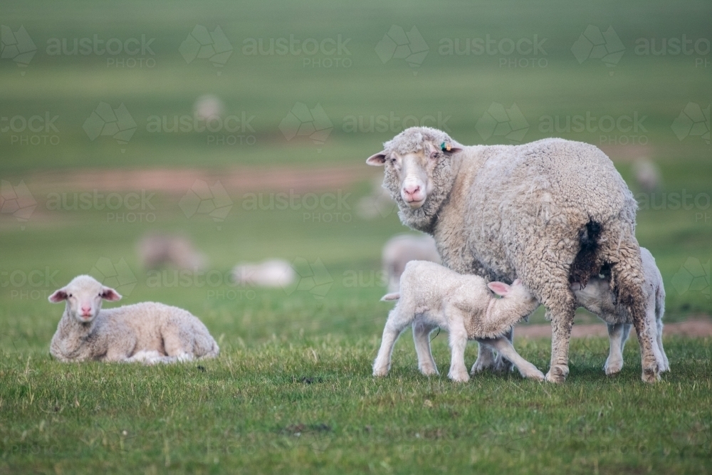 Mother sheep with her lamb suckling on a green pastured farm. - Australian Stock Image