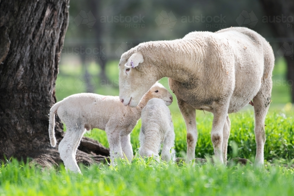 Mother sheep with her lambs on a green pastured farm. - Australian Stock Image